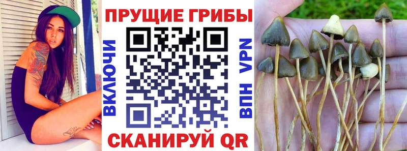 Галлюциногенные грибы Cubensis  Медвежьегорск 